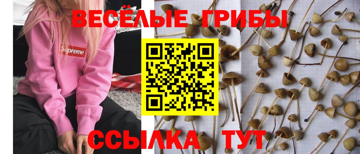 Балашов  Псилоцибиновые грибы Magic Shrooms  Вход с VPN 